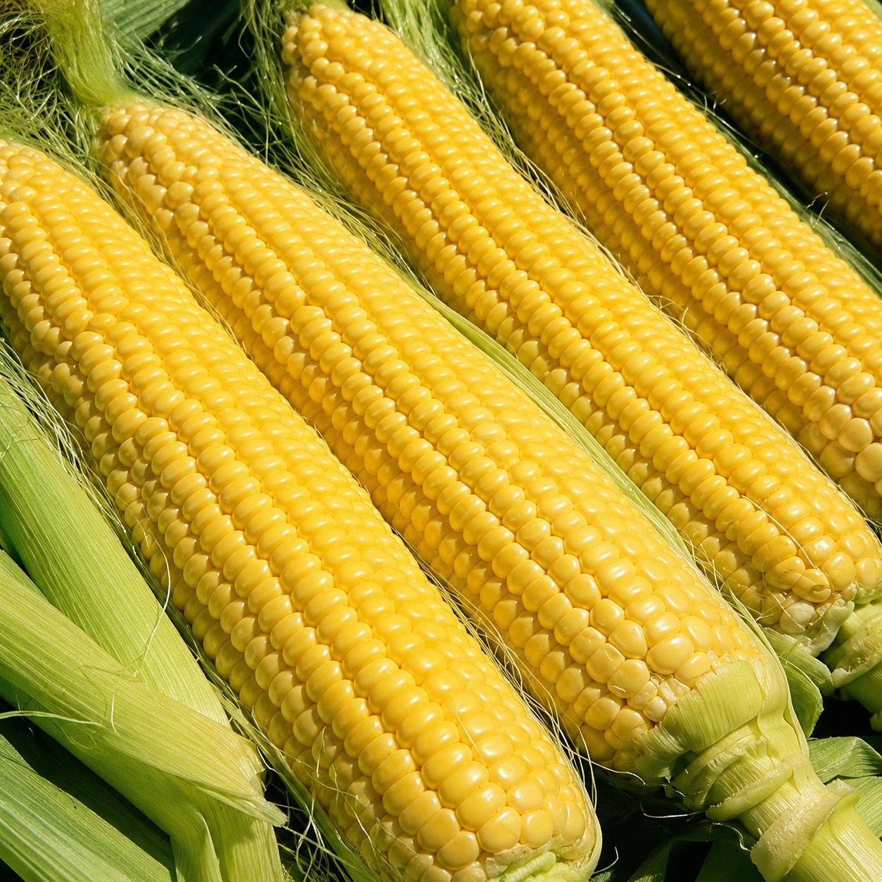 1# ILLINOIS X SWEET CORN 85DAY