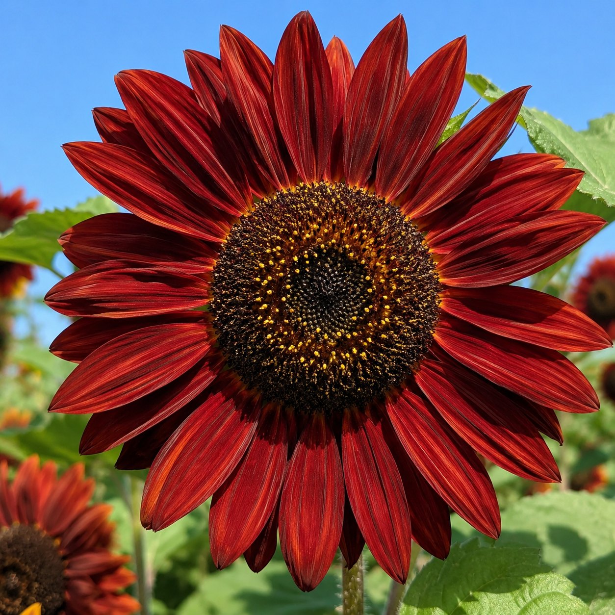 1# VELVET QUEEN SUNFLOWER