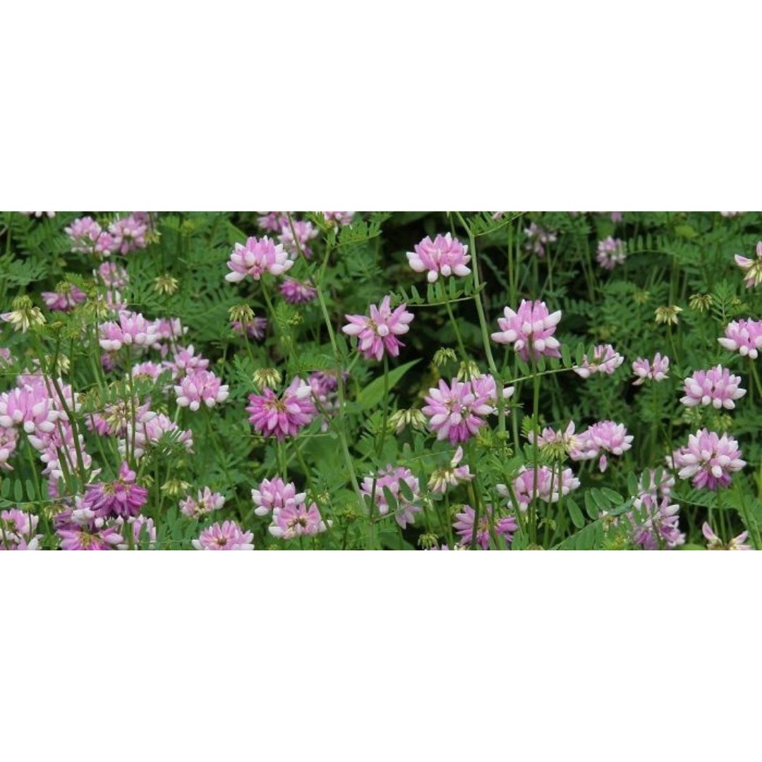50# CROWN VETCH-CTD