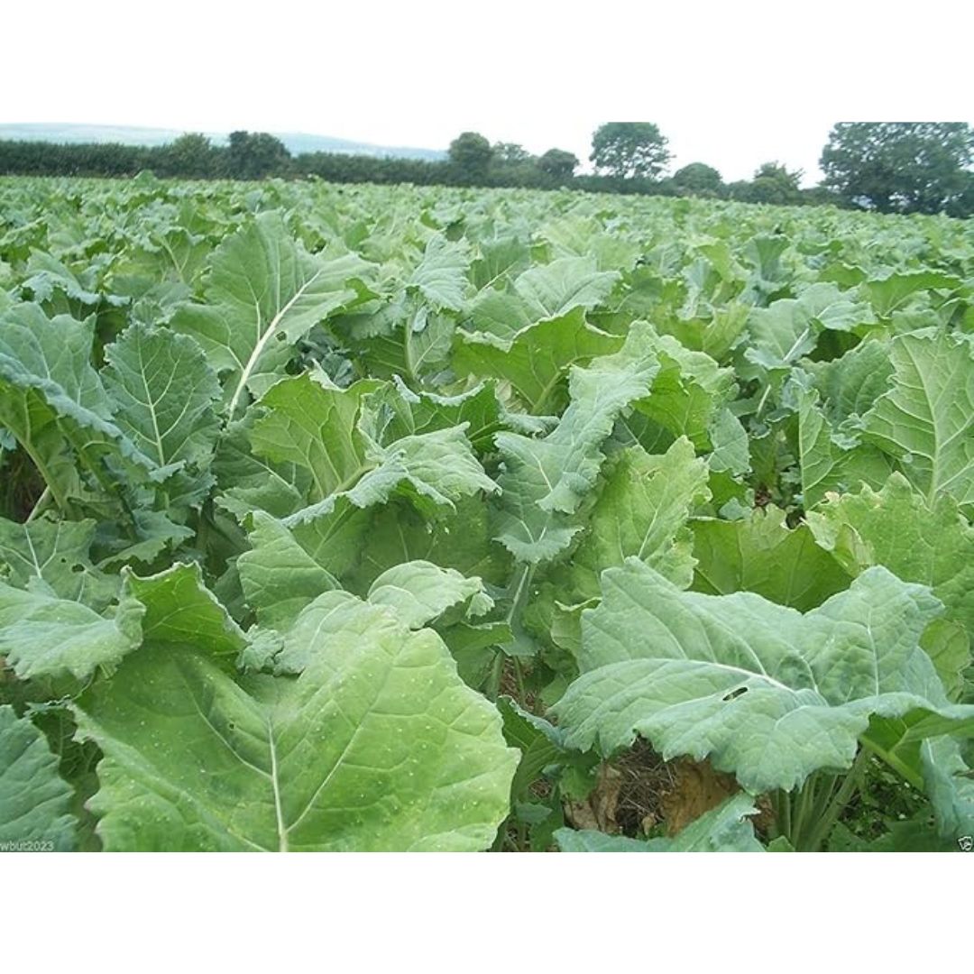 50# FORAGE-RAPE SEED DWARF
