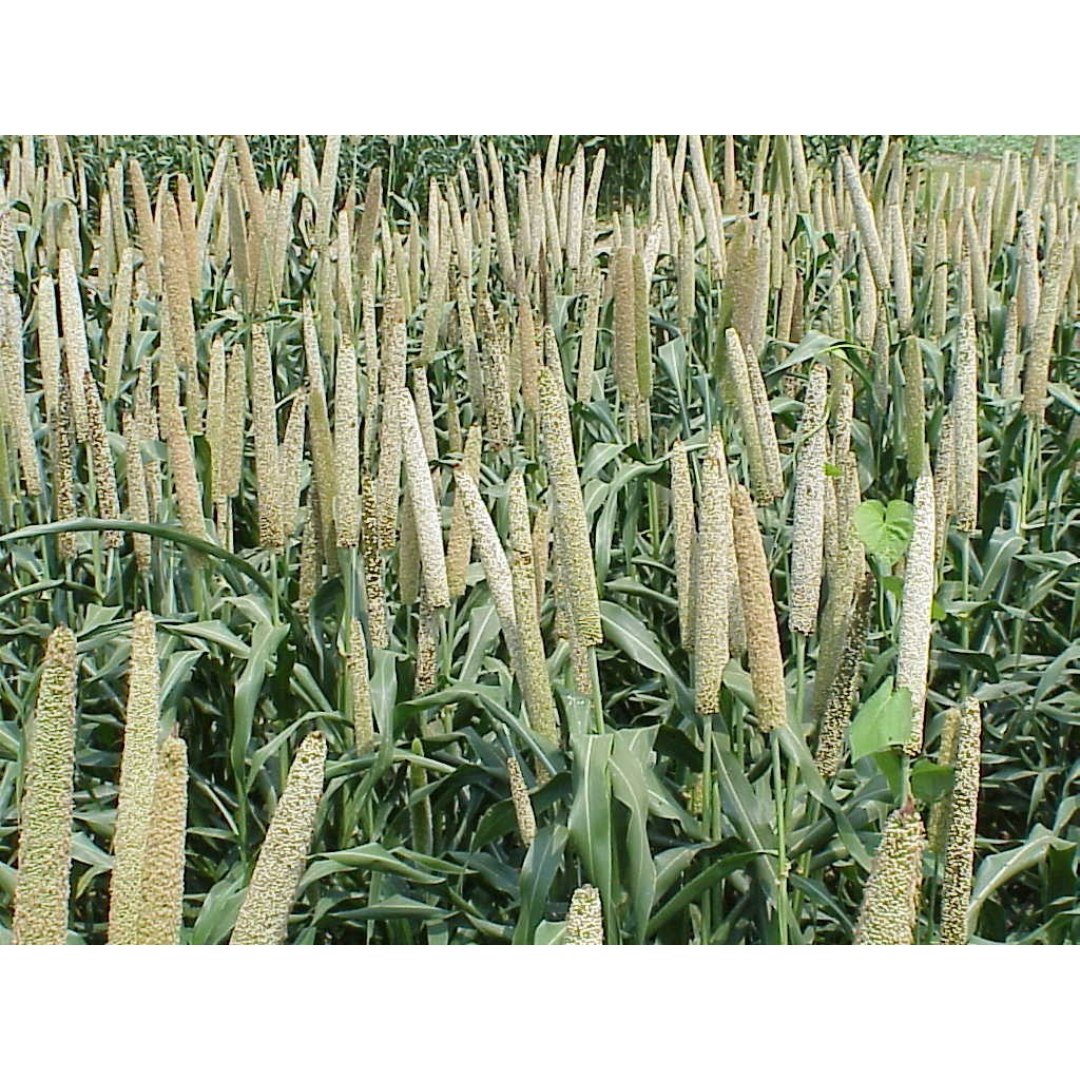 50# PEARL MILLET/TIFLEAF III