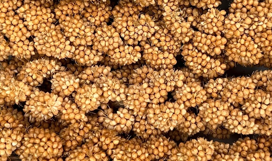5# HIGGINS SPRAY MILLET